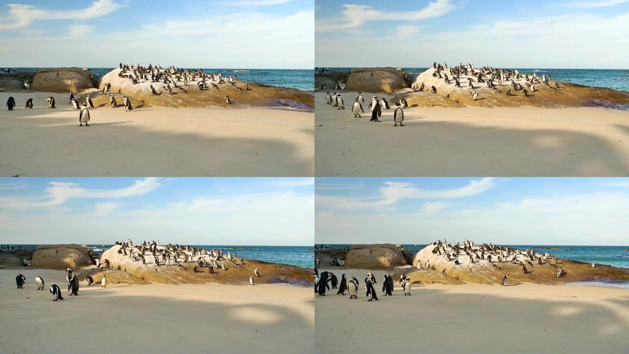 开普敦巨石海滩上的非洲企鹅