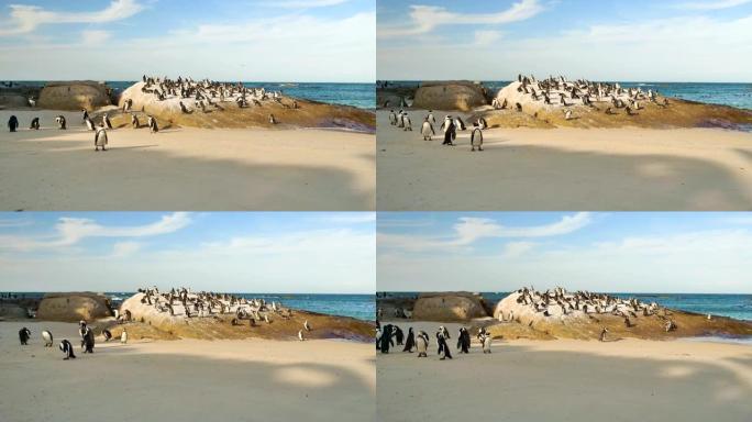 开普敦巨石海滩上的非洲企鹅