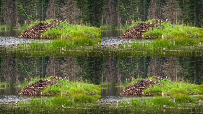 海狸小屋生态环境自然景色流动河水