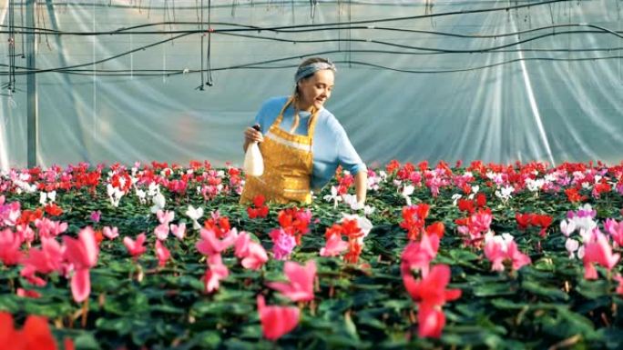 一位花店在温室的花盆中给仙客来浇水。