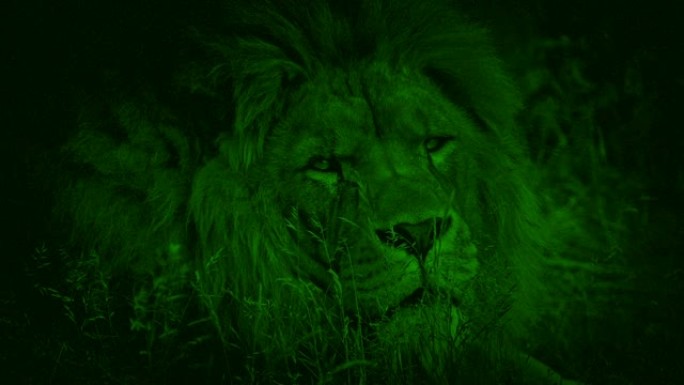 夜视狮子转身看着相机