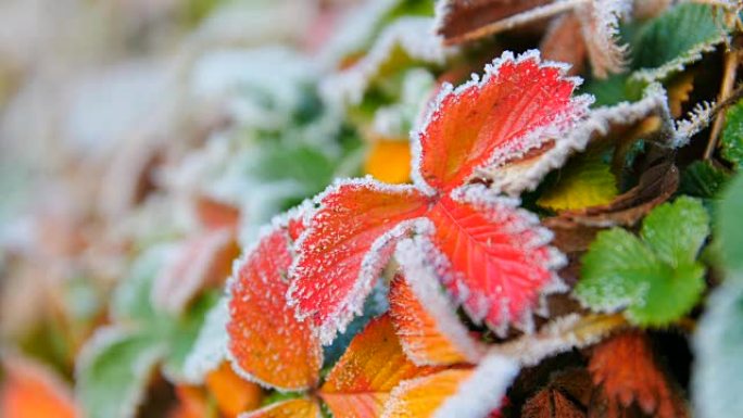 霜冻秋叶霜花秋季入冬