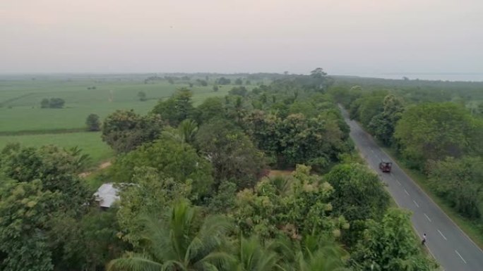 WS郁郁葱葱的绿色景观，斯里兰卡