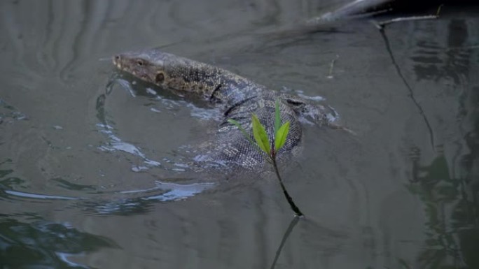 沿海岸湖游泳的水监视器