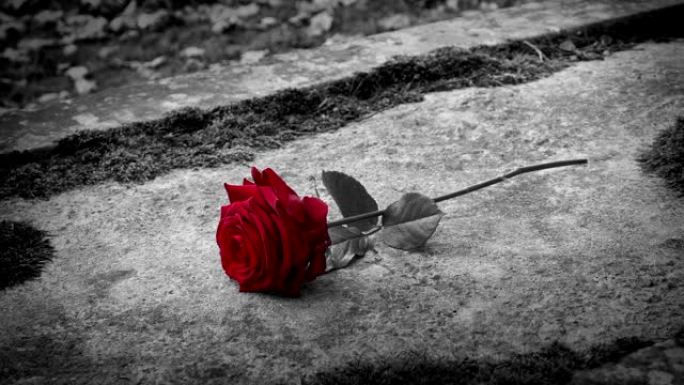 红玫瑰放在纪念碑或坟墓上