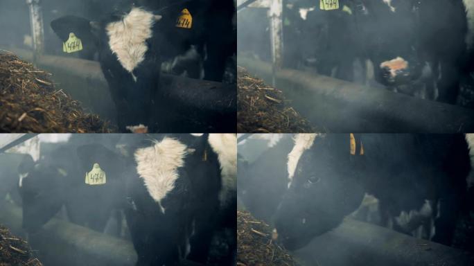 牛棚奶牛的饲养过程