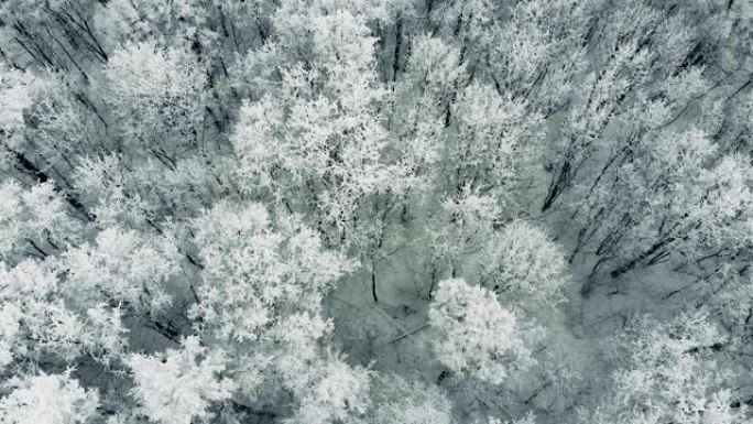 冬季森林，树木积雪，慢动作，空中射击。