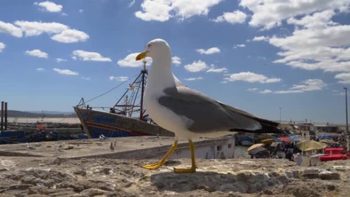 摩洛哥埃索维拉港的海鸥