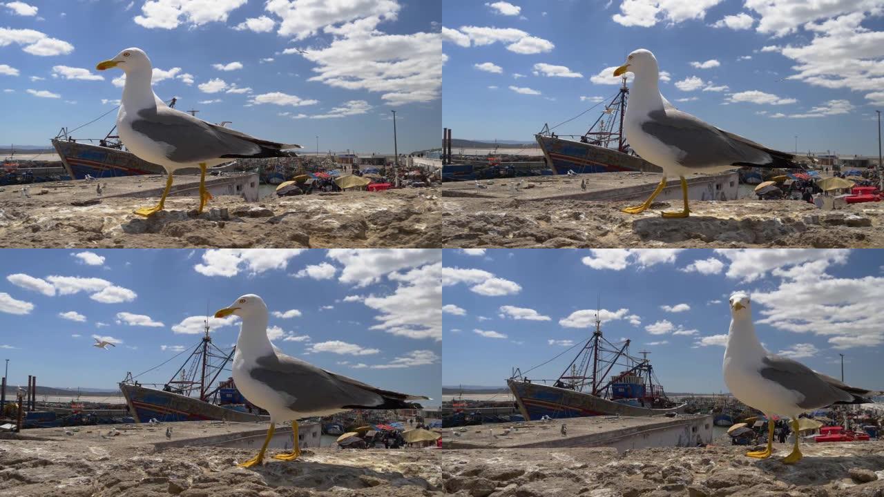 摩洛哥埃索维拉港的海鸥