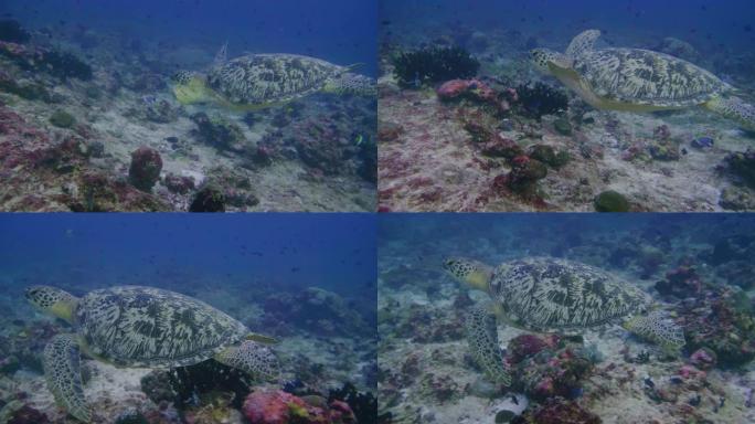 充满活力的珊瑚礁与海龟的丰富多彩的水下世界观