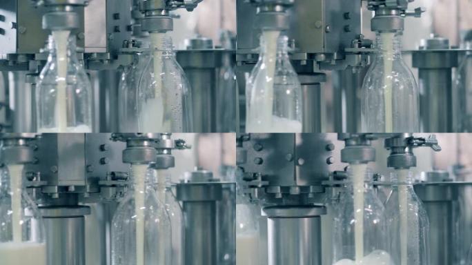 工厂输送机正在旋转和填充奶瓶。用牛奶灌装瓶子的自动化过程。