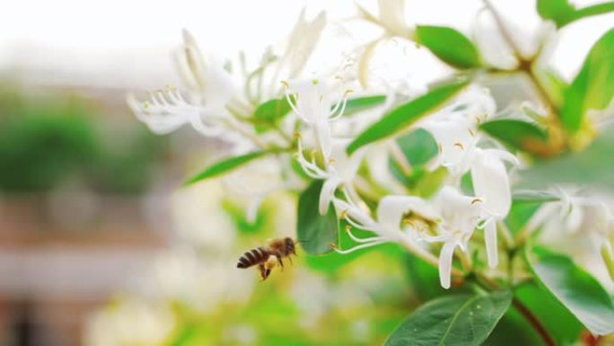 蜜蜂收集花蜜花粉在金银花周围飞行