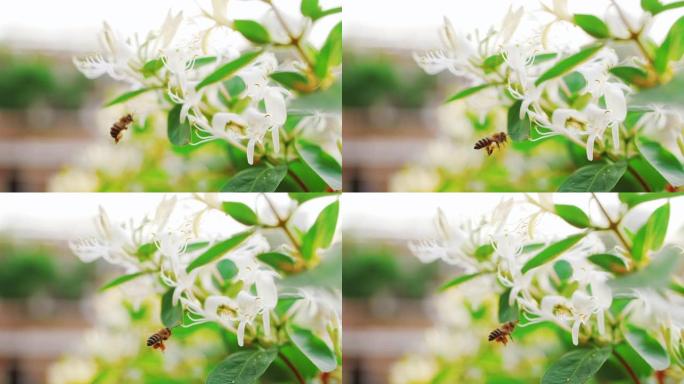 蜜蜂收集花蜜花粉在金银花周围飞行