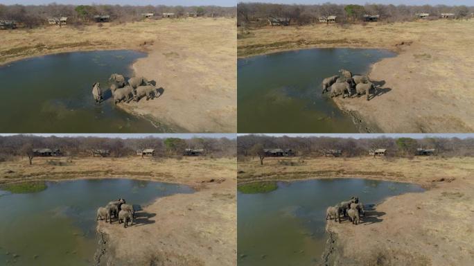 在津巴布韦万基国家公园Verney营地的客人帐篷前喝酒后，一小群大象离开水坑的4k鸟瞰图