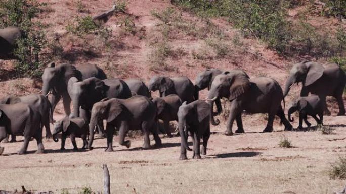 一群大象在津巴布韦的河岸上行走