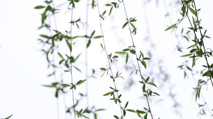 高帧柳叶飘动唯美