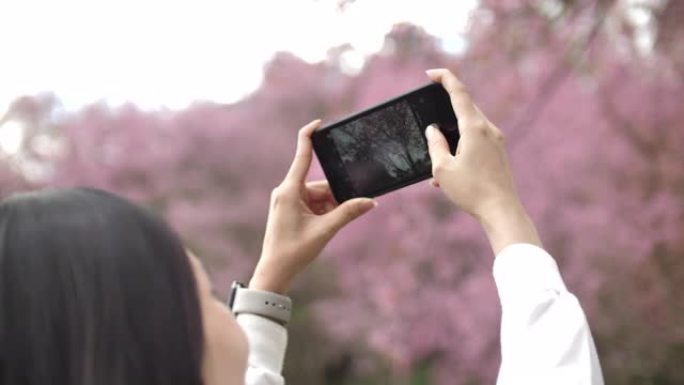 日本亚洲女性在智能手机上拍摄樱花