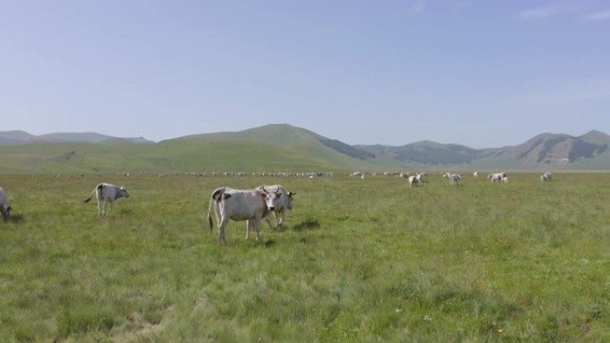 阳光明媚的风景，牛在绿色的山谷田野放牧，Castelluccio，翁布里亚，意大利
