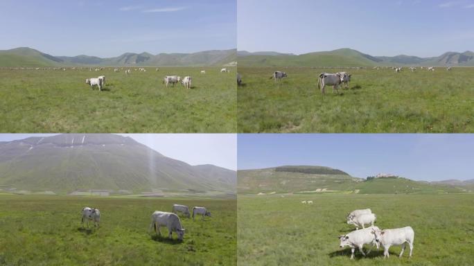 阳光明媚的风景，牛在绿色的山谷田野放牧，Castelluccio，翁布里亚，意大利