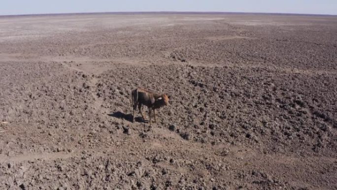 空中飞越营养不良和口渴的小牛，筋疲力尽地移动，由于干旱和气候变化，站在纳加米湖干涸的中间，奥卡万戈三
