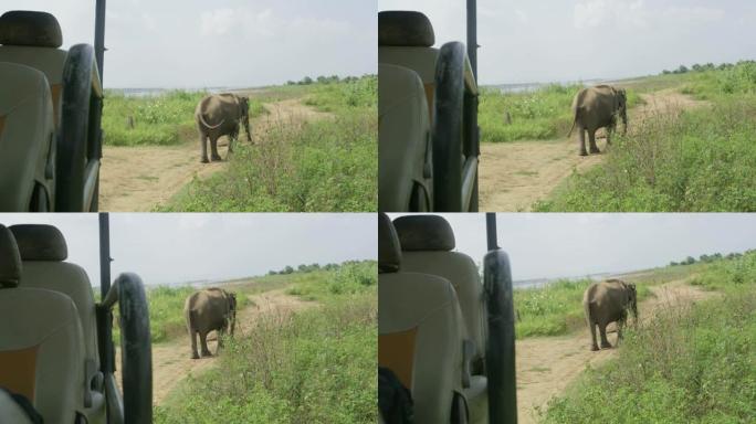 MS大象在斯里兰卡野生动物园车辆后面的土路上放牧
