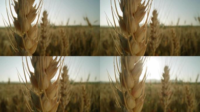 DS近距离拍摄田间的麦穗