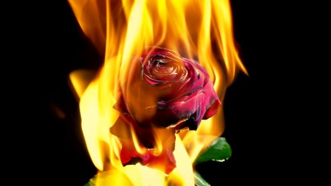玫瑰在火中燃烧-浪漫，爱情概念