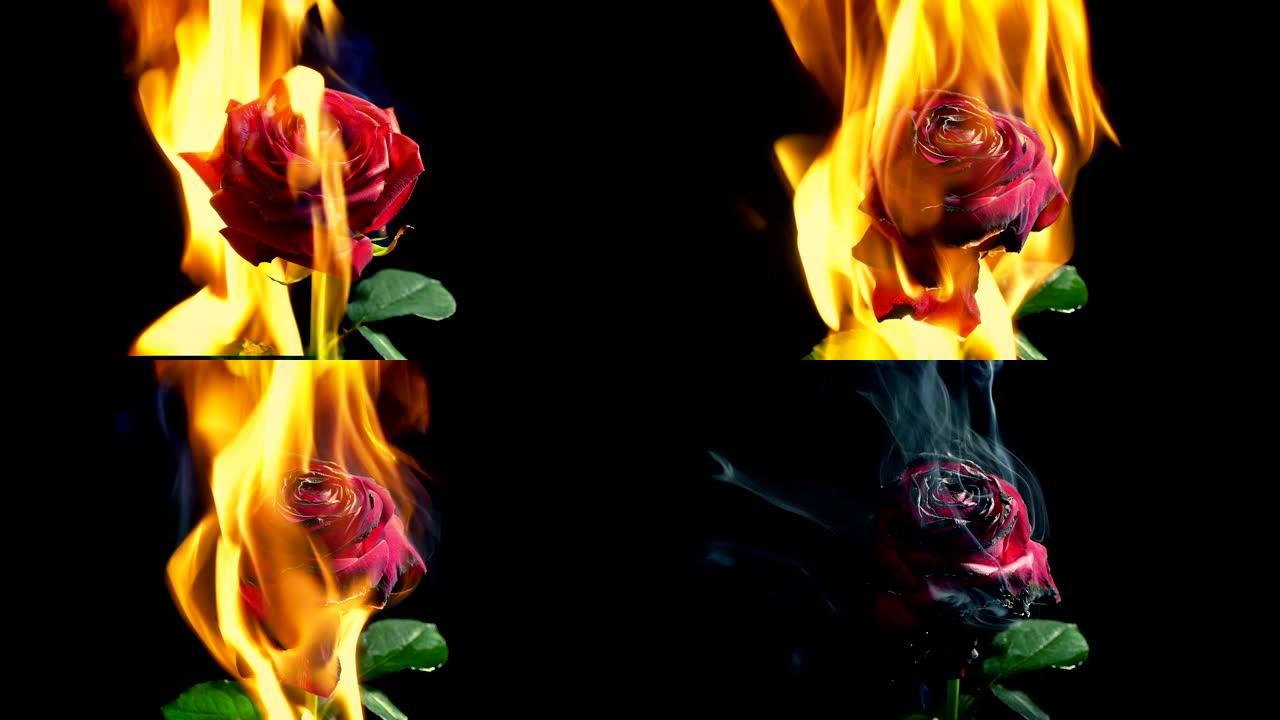 玫瑰在火中燃烧-浪漫，爱情概念