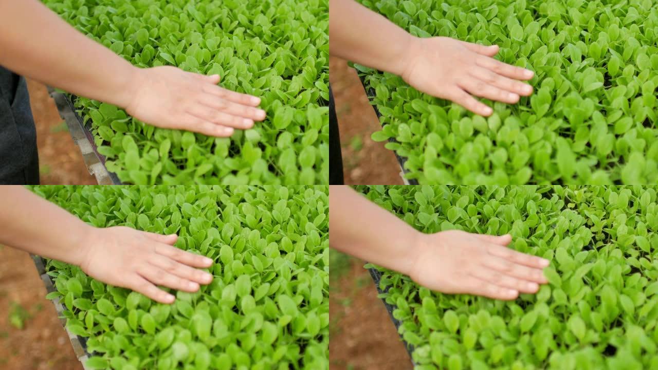 女农民的手触摸和检查温室中的有机蔬菜