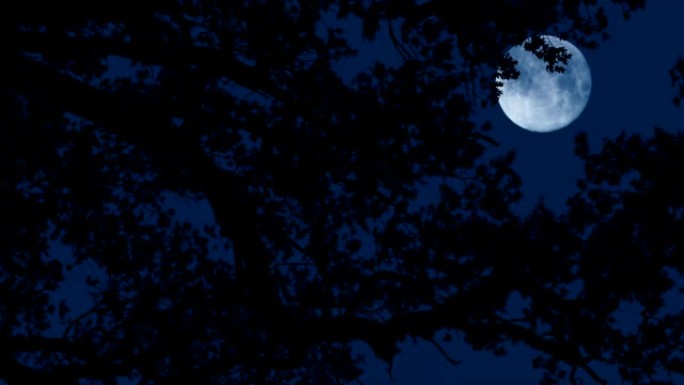 在刮风的夜晚，月亮在树枝后面
