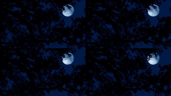 在刮风的夜晚，月亮在树枝后面