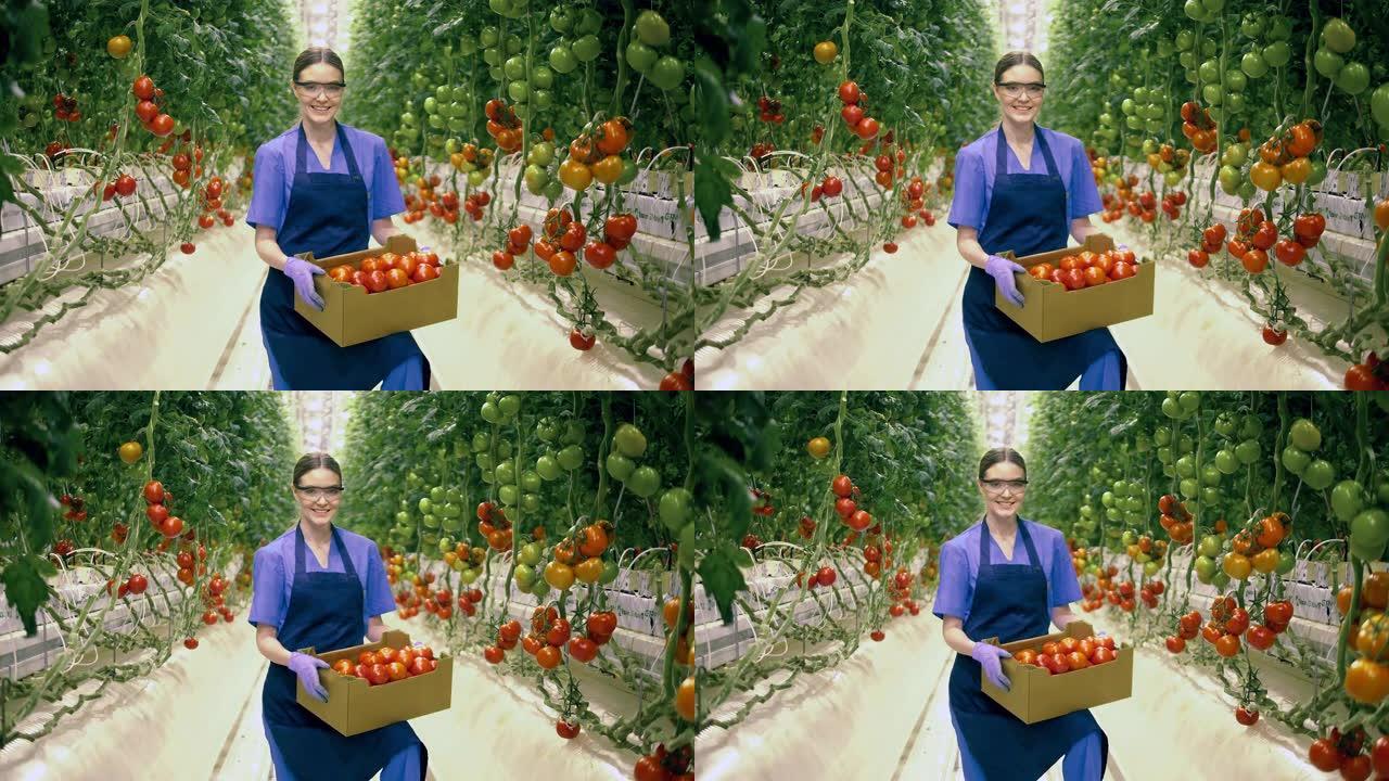 女园丁笑着拿着一个装有西红柿的盒子。农业工业，温室里的农民。
