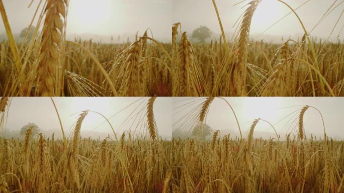 晨雾中的金麦穗丰收