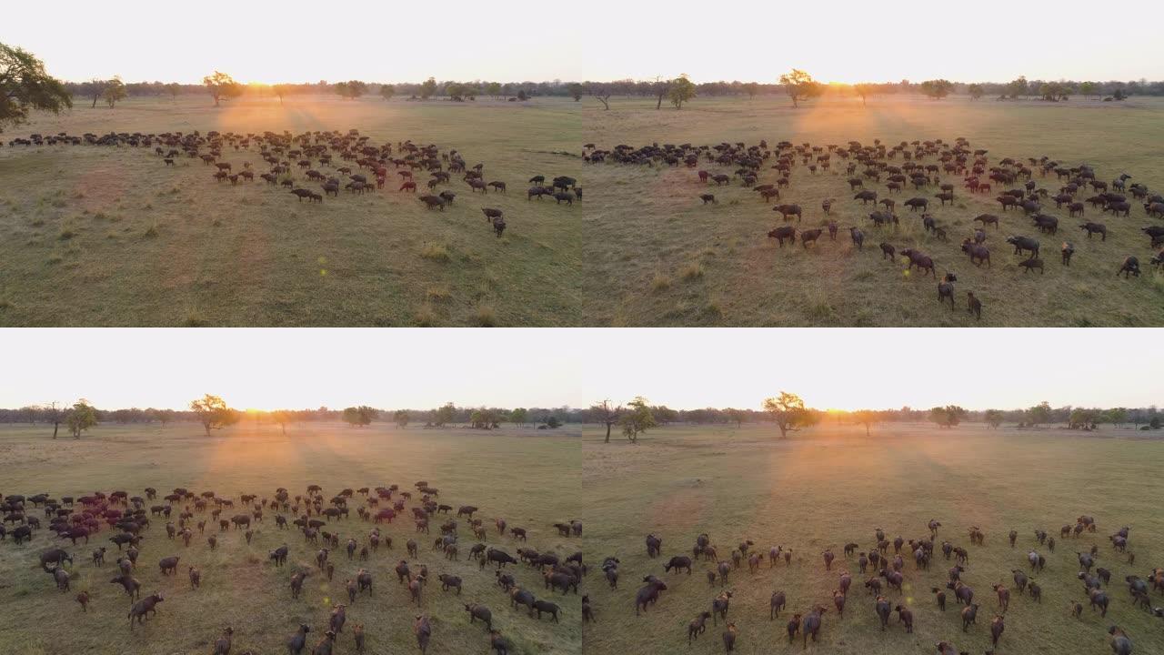 4k空中飞越津巴布韦荒野中站在夕阳下的一大群水牛