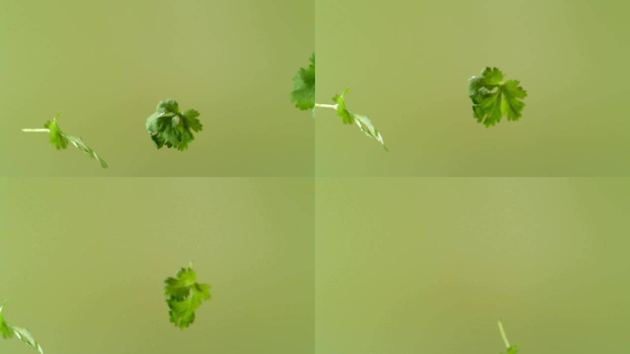 新鲜的绿色欧芹叶子掉下来。美女镜头。
