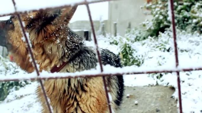 金属栅栏附近被雪覆盖的德国牧羊犬。