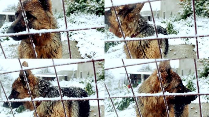 金属栅栏附近被雪覆盖的德国牧羊犬。