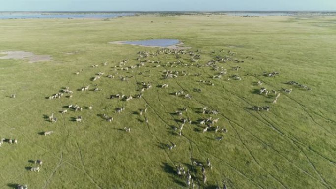 4k空中变焦，因为一大群迁徙的斑马在博茨瓦纳Makgadikgadi草原的水坑里喝水