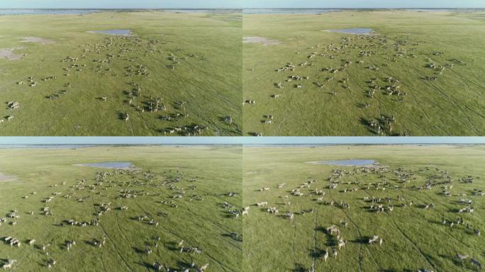 4k空中变焦，因为一大群迁徙的斑马在博茨瓦纳Makgadikgadi草原的水坑里喝水