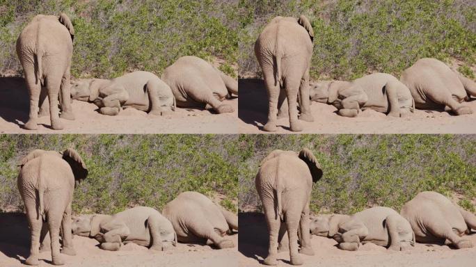 在纳米比亚纳米布沙漠的Hoanib山谷的柔软沙滩上，一只沙漠大象站着，而其他大象则躺着睡觉的4k不寻
