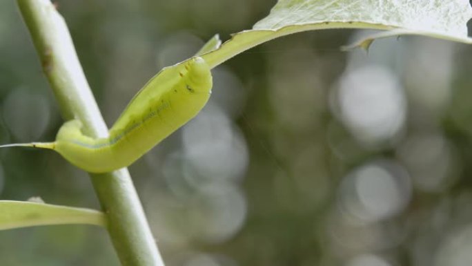 毛毛虫绿虫。毛毛虫