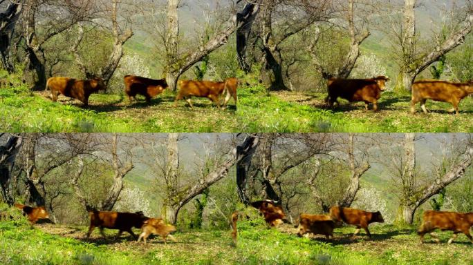 在农场的围栏上散步时，释放了一群美丽，整洁的牛群 (棕色)，从侧面拍摄了美丽的电影，背景是gras和