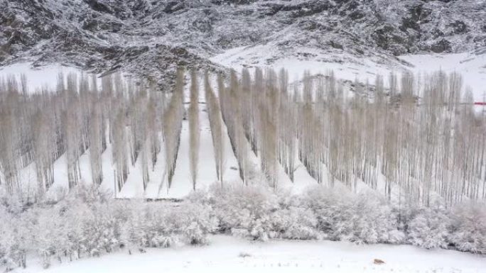 新疆鸟瞰图冬天树林树林雪景