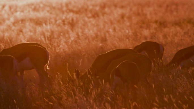 在纳米比亚埃托沙国家公园的灌木草原上，4K的跳羚在日落时吃草