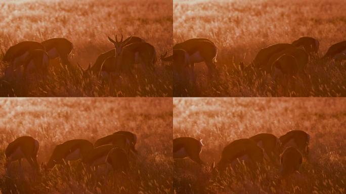 在纳米比亚埃托沙国家公园的灌木草原上，4K的跳羚在日落时吃草