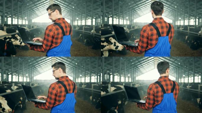 牛棚工人检查奶牛，后视图。