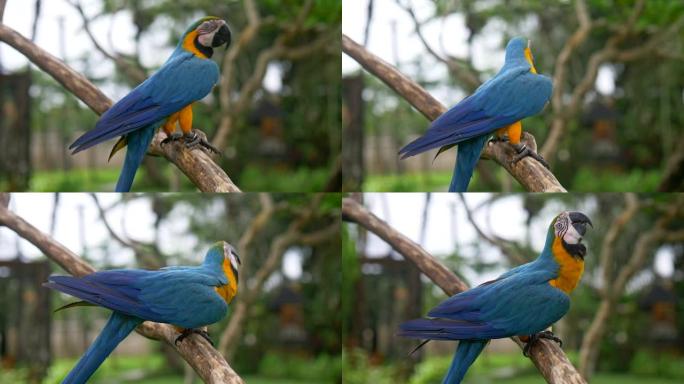 蓝色和黄色鹦鹉，印度尼西亚巴厘岛鸟类公园。五颜六色的ara鹦鹉有节奏地移动，在树枝上跳舞。4K