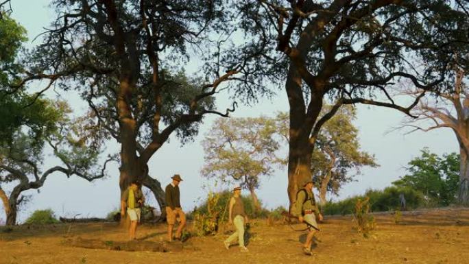在津巴布韦戈纳雷州国家公园的灌木草原上，游客在向导引导下漫步，观赏美丽的树木区域的4K视图
