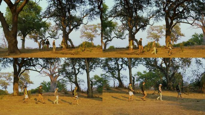 在津巴布韦戈纳雷州国家公园的灌木草原上，游客在向导引导下漫步，观赏美丽的树木区域的4K视图