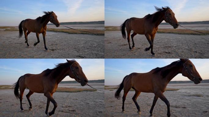 红马在日落灯光下在沙滩上奔跑。慢动作，稳定镜头